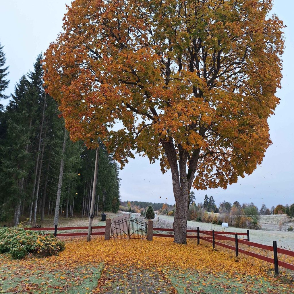 20241016_085725 (1)-min (1)